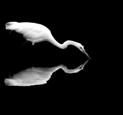 BALANCE and CONTRAST: Symmetrical Balance and high contrast created by the white bird and the black background- by Nathan Wirth High Contrast Photography, Contrast Photography, Photography Office, Figure Ground, Black And White Birds, Seascape Photography, Reflection Photography, Black And White Landscape, White Bird