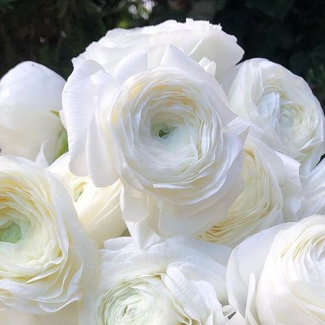 BJM Studio Specialty Flowers on Instagram: "Pristine and huge white Ranunculus. They are gorgeous! Please see my stories for an up close view. @virgil_greenhouses #ranunculus #italianranunculus #whiteranunculus #flower #flowers #whiteflower #whiteflowers #weddingflower #weddingflowers" White Runuculous, Ranunculus White, White Butterfly Ranunculus, Peach Butterfly Ranunculus, Pink Butterfly Ranunculus, White Ranunculus, Ranunculus, Rehearsal Dinners, White Flowers