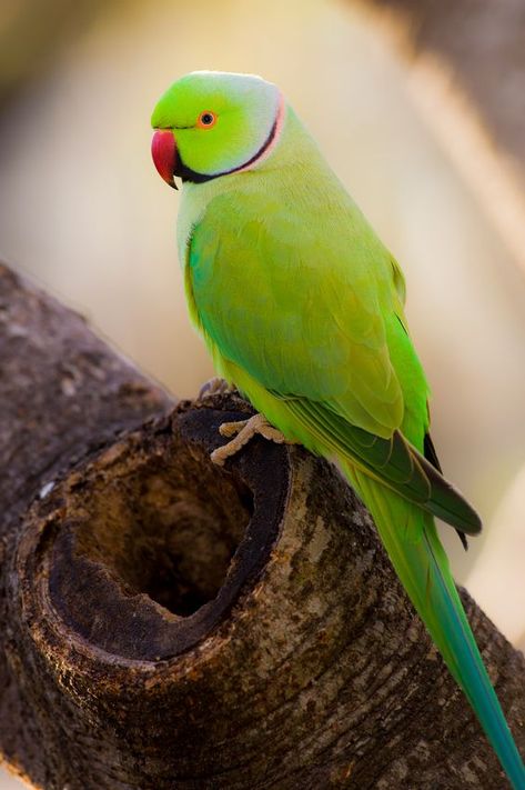 There are 350 different species of parrots in the world. Many parrot species kept in captivity because they are very colorful, intelligent, and playful. The Amazon parrots, African Grey, Cockatoos, and Parakeet species of parrots are also having great communication skill. Here the list of 10 most beautiful parrots in the world. 10. Sulphur Crested Cockatoo 9. Bronze-winged parrot 8. Dusky Lory 7. Galah Ring Necked Parakeet, Parrot Tattoo, Indian Ringneck, Green Parrot, Parrot Pet, Bird Quotes, Parrots Art, Funny Parrots, Macaw Parrot