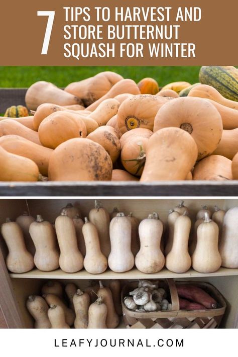 How To Store Winter Squash, Squash Storage Ideas, Storing Winter Squash, When To Harvest Acorn Squash, Storing Squash For The Winter, How To Tell When Butternut Squash Is Ripe, How To Season Butternut Squash, Storing Vegetables From Garden, How To Store Squash For Winter