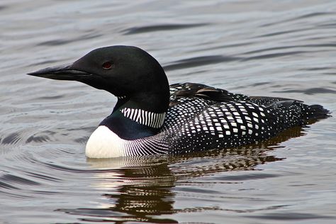 Loon Tattoo, Visiting Maine, Maine Summer, Common Loon, Visit Maine, Bird Identification, Iridescent Black, Lakeside Cottage, Maine Travel