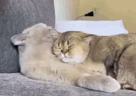 Cat Hug GIF - Cat Hug Cat Hug - Discover & Share GIFs Cat Hug Gif, Hug Gif, Animal Hugs, Cat Hug, Honey Bear, Love Gif, Cat Gif, Cute Love, A Cat