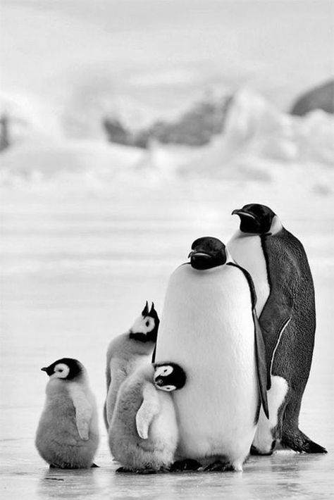 Real Family, Cute Penguins, Nature Animals, Black And White Photography, Penguins, Animal Art, Cute Animals, Birds, Black And White