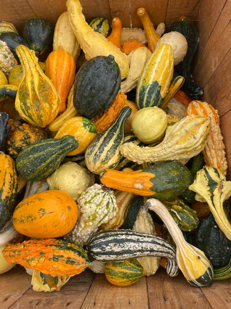 Pumpkin Garden Aesthetic, Butternut Squash Aesthetic, Autumn Produce, Squash Aesthetic, Harvest Aesthetic, Fall Produce, Fall Veggies, Fall Fruits, My Fantasy World