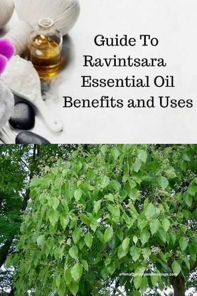 Guide To Ravintsara Essential Oil Ravintsara Essential Oil, Ravensara Essential Oil, Remedy For Cold, Camphor Essential Oil, Small Glass Containers, Cinnamomum Camphora, Palmarosa Essential Oil, Black Pepper Essential Oil, The Respiratory System