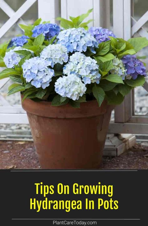 Growing Hydrangea in pots allows you to move them in the garden for greater enjoyment. Look for compact varieties or dwarf Hydrangea types to grow in containers. we share White Hydrangea Potted, White Hydrangea In Pots, Hydrangea In A Pot Planters, Blue Hydrangea In Pots, Can You Grow Hydrangeas In A Pot, How To Care For Potted Hydrangeas In Winter, Potted Hydrangea Patio, Hydrangea Potted Planters, Hydrangea Potted Front Doors