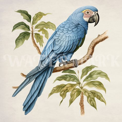 Vintage Parrot Illustration, Parrot Artwork, Parrot Illustration, Creating Stickers, Vintage Bird Illustration, Create Wedding Invitations, Vintage Parrot, Clipart Vintage, Bird Clipart