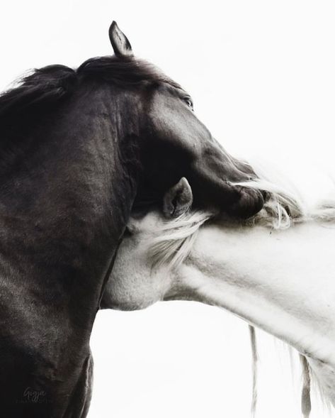 Horse Therapy, Two Horses, Stavanger, Pretty Animals, White Horses, Horse Photography, Horse Love, Horse Girl, May 21