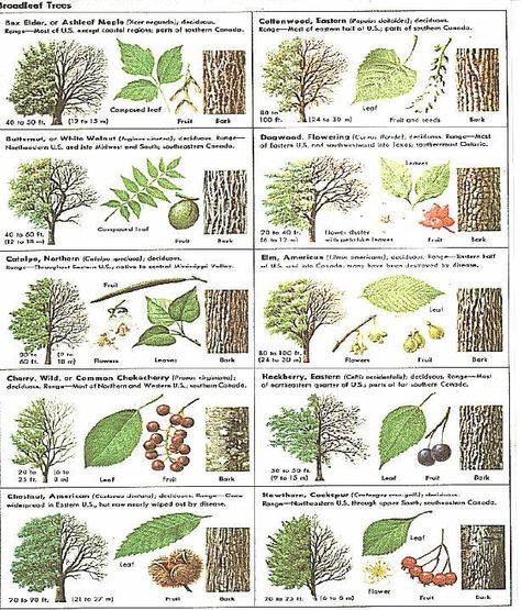 Identify trees with pictures - I like that this includes several views, including the bark of trees Identify Trees, Tree Leaf Identification, Identifying Trees, Leaf Identification, Types Of Trees, Tree Id, Tree Identification, Tree Study, I Like That