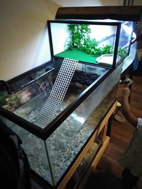 Turtle tanks Mud Turtle Tank Setup, 55 Gallon Turtle Tank Ideas, Turtle Tanks Ideas, Aesthetic Turtle Tank, Painted Turtle Tank Ideas, Aquatic Turtle Habitat Ideas Indoor, Painted Turtle Habitat, Turtle Homes Ideas, Pet Turtle Tank