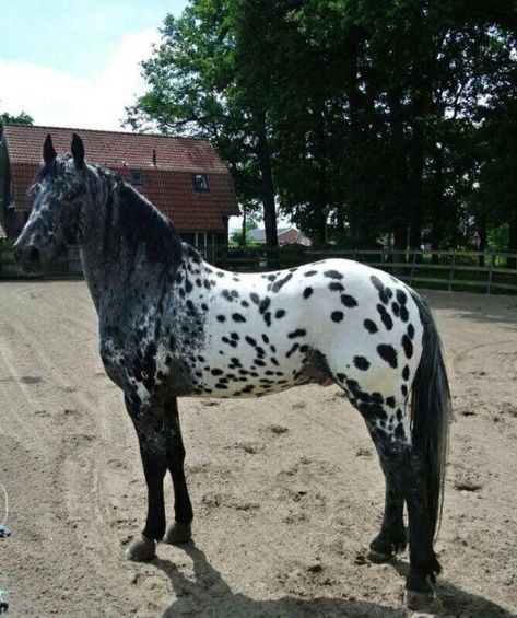 Appaloosa Horses Black, Black Appaloosa Horses, Appaloosa Horses For Sale, Black Appaloosa, Horses Appaloosa, Horse Appaloosa, Horse Coat Colors, Horse Riding Quotes, Rare Horses