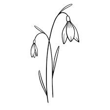 Snowdrop Drawing, Snow Drop Flower Tattoo, Snowdrop Flower Tattoo, Snow Drops Flowers, Flower Tattoo Stencils, Snowdrop Flower, Snow Drop, Line Art Tattoos, Art Tattoos