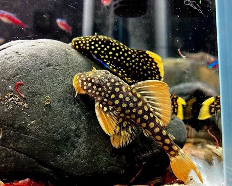 Pleco fish Pleco Fish, Snake Tank, Cool Fish Tanks, Fish Tank Design, Pretty Fish, Aquascape Aquarium, Freshwater Aquarium Fish, Cool Fish, Rick Y Morty