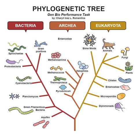 Phylogeny Evolutionary Phylogenetic Tree Tree Of Life Biology Evolution, Phylogenetic Tree Biology, Tree Simple Drawing, Bacteria Cartoon, Biological Classification, Evolution Theory, Science Diagrams, Phylogenetic Tree, Earth History