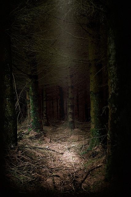 Latibule – Hiding spot – Bored Robin Girl Woods In The Night, Creepy Woods Dark Forest, Dark Forest Scary, Scary Woods Aesthetic, Woods At Night Aesthetic, Creepy Woods Aesthetic, Scary Forest Aesthetic, Spooky Forest Aesthetic, Dark Wood Aesthetic