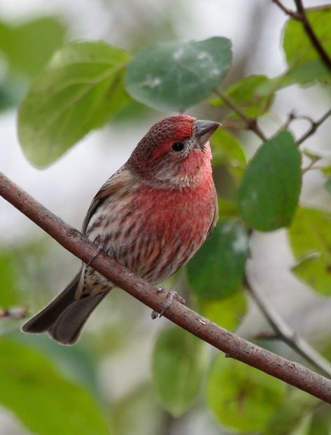 ... House Finch, Finches Bird, Kinds Of Birds, Bird Watcher, Red Bird, Backyard Birds, All Birds, Bird Pictures, Pretty Birds