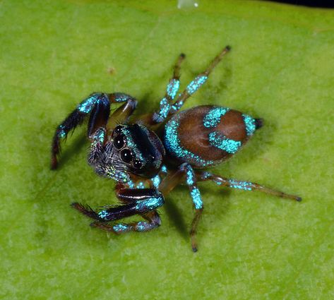 Shiny blue jumping spider (perhaps Thiania bhamoensis) | Flickr Colorful Jumping Spider, Spider Breeds, Cool Looking Spiders, Colourful Spiders, Cool Spiders, Bold Jumping Spider, Pretty Spiders, Unique Spiders, Colorful Spiders