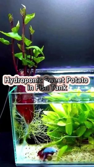 1.2M views · 21K reactions | Hydroponic sweet potato in fish tank #garden #plants #indoorgarden #indoorplants #houseplants #homegarden #hydroponics #aquaponics #sweetpotato #fishtank | Garden and Planting Tips | Garden and Planting Tips · Original audio Fish Tank Garden, Sweet Potato Plant, Planting Tips, Fish Tank Plants, Zz Plant, Plant Hacks, Water Plants, Aquariums, Aquarium Fish