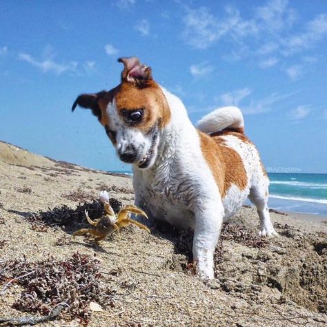 Jack Russell Terriers: 14 Summer Rules You Must Know | Page 2 of 3 | PetPress Summer Rules, Bear Dogs, Jack Russell Terrier Puppies, White Chihuahua, Jack Russell Dogs, Jack Russell Terriers, Jack Russells, Bear Dog, Jack Russel