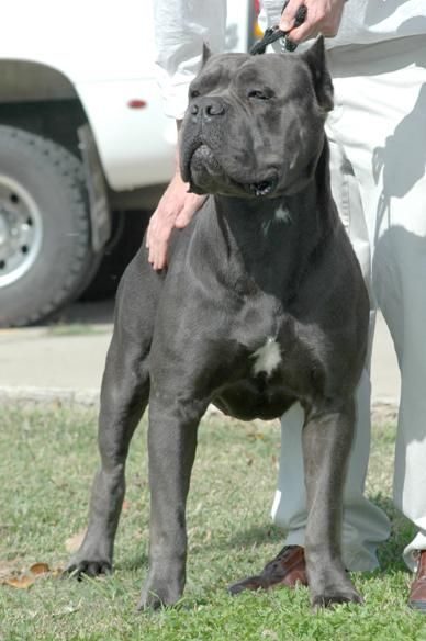 Cane Corso LEONITIS The BIG SHOW SARGENT Grand Champion Cane Corso Grey, Chien Cane Corso, Powerful Animals, Bully Dogs, Mastiff Breeds, Cane Corso Dog, Corso Dog, Tibetan Mastiff, Bully Dog