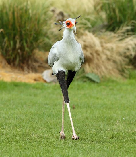 Secretary Bird, Cele Mai Drăguțe Animale, Most Beautiful Birds, Unusual Animals, Rare Animals, Funny Birds, Airbrush Art, Exotic Birds, Pretty Birds