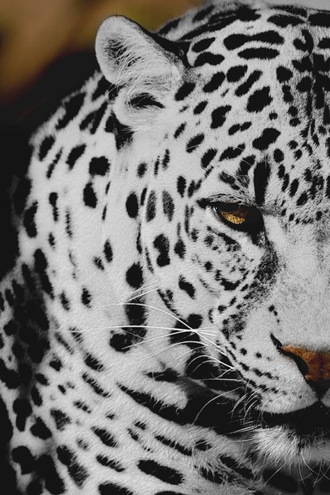 Snow leopard black and white animals eyes outdoors nature cats wild Nosara, Majestic Animals, Snow Leopard, Leopards, Wild Life, Animal Planet, Pretty Cats, Exotic Pets, Animal Photo