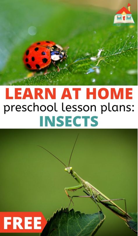 Try these free insect lesson plans for preschoolers. These free preschool lesson plans feature 16+ activities to teach about insects. These insect themed lesson plans for preschoolers include all the core subjects. Teach younger children about the interesting life of bugs and their role in nature with these free insect lesson plans for preschoolers. Perfect for homeschool or stay at home preschool. Insects Lesson Plans Preschool, Bugs For Preschoolers, Insect Unit Preschool, Insect Preschool Activities, Insect Theme Preschool Activities, I Is For Insect, Insect Preschool, Free Preschool Lesson Plans, Themed Lesson Plans