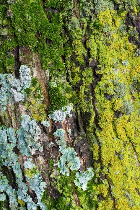 Moss and Lichens. On Tree Bark , #AFF, #Lichens, #Moss, #Bark, #Tree #ad Lichen Moss, Growth And Decay, Tree Textures, Natural Structures, High Art, Bougainvillea, Tree Bark, Stock Photography Free, Natural Forms