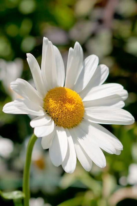 Daisy Photos Of Daisies, Daisy Flower Photography, Daisy Images, Pushing Up Daisies, Daisy Photo, Daisy Photography, Daisy Image, June Flower, Large Daisy