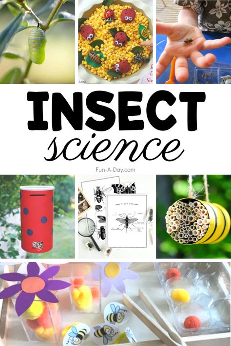 30+ Insect Science Activities for Preschoolers - Fun-A-Day! Kids Bug Activities, Bug Learning Activities, Bugs Projects For Preschool, Bugs Butterflies And Insects Activities, Beetle Activities For Preschool, Bugs Activity For Preschool, Insect Stem Activities Preschool, Bugs Science Preschool, Insect Centers For Preschool