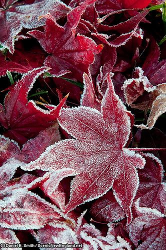 Red Leaves, Airbrush Art, Winter Beauty, Autumn Beauty, Winter Wonder, Jolie Photo, Winter Is Coming, Beautiful Life, Winter Garden