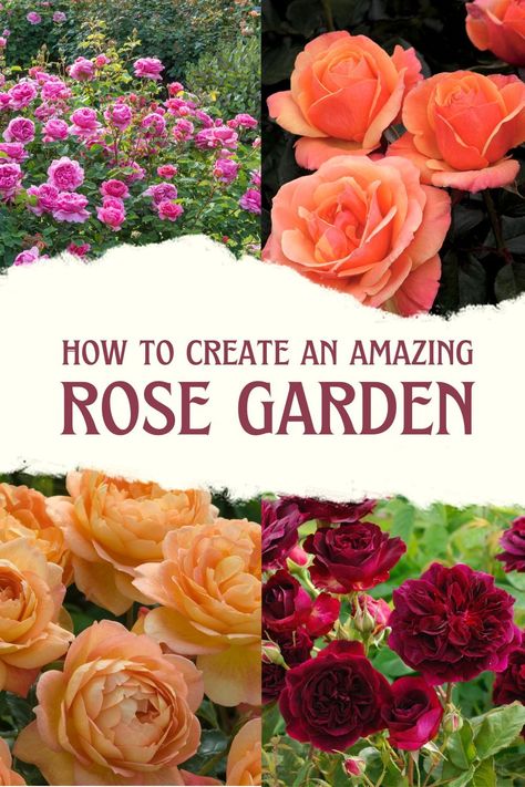 Build the perfect rose garden by adding amazing companion plants to the front, middle, and back of your garden! #roses #rose #rosegarden #planting Florida Rose Garden, Standard Rose Garden Ideas, Herb And Rose Garden, Mixed Rose Garden, Red Drift Roses Landscape, Creating A Rose Garden, Roses Front Of House, Modern Rose Garden, Rose Gardens Small