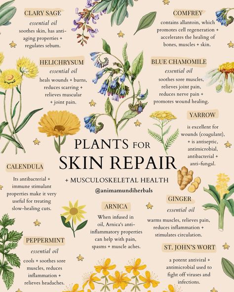 What are some of your most favorite and powerful ways to nourish and protect the skin? 🪷A vital gateway to keeping beautiful skin is through our microbiome. All these plants are deeply nourishing for us, inside and us, providing a whole lot more than just beautiful skin. 💌In this week’s guide to Essential Oils for Skin + Musculoskeletal Health, we delve into the top botanical treasures, focusing on their potent benefits for both skincare and musculoskeletal health. The majority of these oil... Plant Remedies, Herbal Education, Herbal Remedies Recipes, Medicinal Herbs Garden, Medical Herbs, Magia Das Ervas, Natural Alternatives, Witch Stuff, Magic Herbs