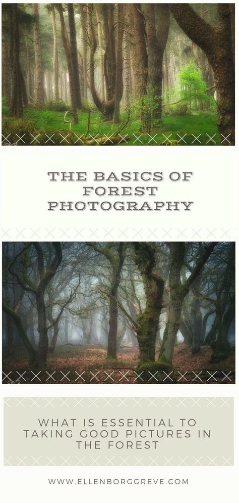 Forest photography can be challenging, but if you keep these basic principles in mind, you will be more successful in capturing beautiful forest scenes Forest Photoshoot, Photoshoot Tips, Photography Basics, Sales Page, Beautiful Forest, Forest Photography, Mind You, Learning Photography, Tree Forest