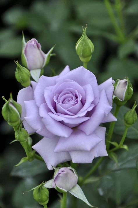 Rose Belle, Lilac Bushes, Rose Violette, Belle Rose, The Secret Garden, Lavender Roses, Purple Rose, Beautiful Rose Flowers, Rose Flowers