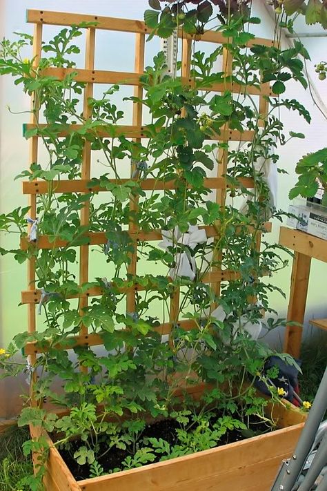 Watermelon Trellis Diy, Vertical Watermelon, Watermelon Trellis, Cucumber Garden Trellis, Tomatillo Plant, Cattle Panel Trellis, Watermelon Vines, Cucumber Trellis Diy, Trellis Diy