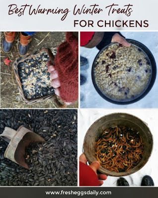 Best warming winter treats for chickens Feeding Chickens In Winter, Chicken Treat Recipes, Cayenne Pepper For Chickens Feed, Winter Chicken Treats, Winter Treats For Chickens, Chicken Snacks Backyard, Spices For Chickens To Eat, Oatmeal For Chickens, Chicken Treats For Winter