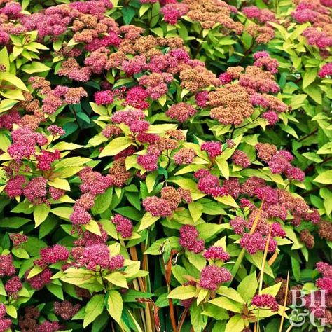 Spirea Bush, Cottage Garden Plan, Sloped Garden, Garden Shrubs, Flowering Shrubs, Foliage Plants, Ornamental Grasses, Flowers Perennials, Small Trees