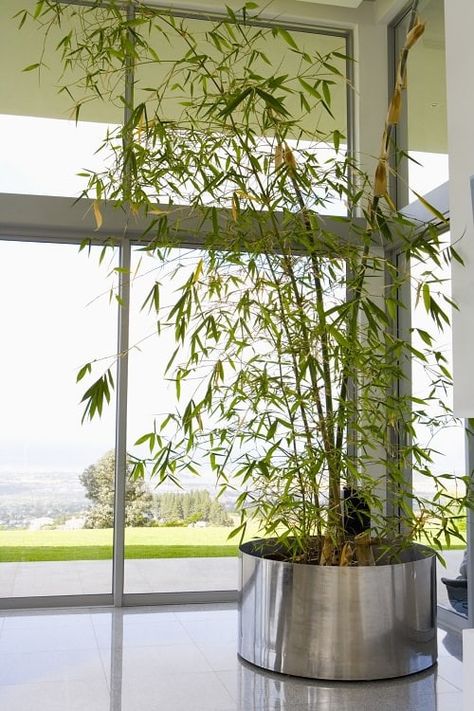 13 Fast Growing Indoor Plants that Grow Tall | Balcony Garden Web Growing Bamboo Indoors, Indoor Bamboo Plant, Fargesia Rufa, Indoor Bamboo, Growing Bamboo, Indoor Palms, Bamboo In Pots, Privacy Plants, Indoor Tree