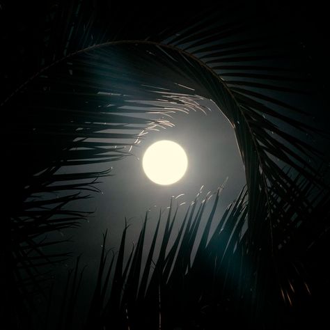 Witch Aesthetic, Online Photo, Maui, Palm Trees, Photo Sharing, The Sun, Witch, Celestial Bodies, Moon