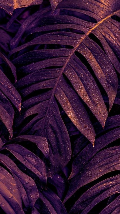 Iphone Wallpaper Tropical, Leaves Wallpaper Iphone, Deliciosa Plant, Dark Background Wallpaper, Blue Wallpaper Iphone, Lovely Flowers Wallpaper, Leaf Texture, Purple Wallpaper Iphone, Leaf Background