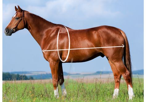 Horse Weight Calculator – Custom Equine Nutrition Horse Weight, Horse Nutrition, Equine Nutrition, Horse Info, Weight Calculator, Calculator, Nutrition, Horses, Animals