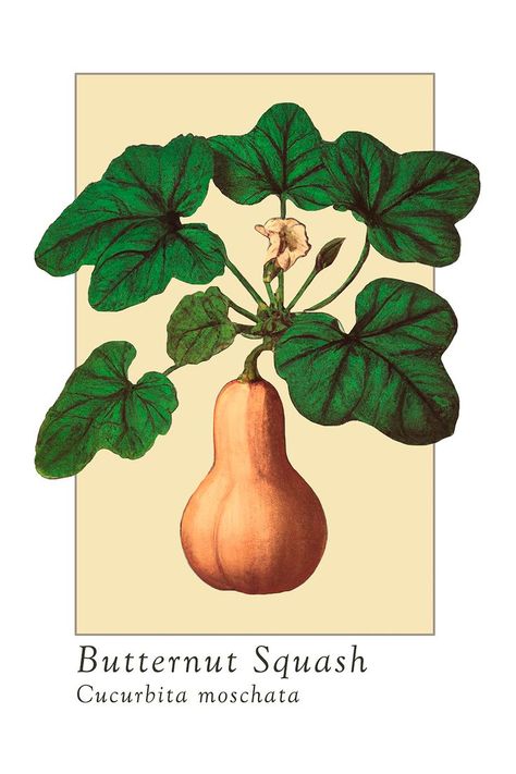 Illustration of a butternut squash pumpkin, botanical-inspired wall art. Original digital design made by our team member. Printed to a high photo quality standard. Multiple sizes and papers available: A2 (42 x 59.4 cm / 16.5 x 23.4 inches / 160 gsm / gloss or matte) A3 (29.7 x 42 cm / 11.7 x 16.5 inches / 250 gsm / silk or matte) Pumpkin Wall Art, Squash Plant, Pumpkin Wall, Pumpkin Illustration, Vintage Pumpkin, Wall Art Botanical, Scientific Illustration, Plant Illustration, Team Member