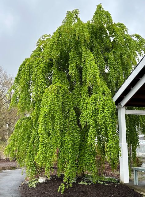 weeping katsura tree - WAKEMAN'S WHITE BIRCH NURSERY Weeping Birch, Katsura Tree, Weeping Trees, Spring Clothing, Backyard Inspo, White Birch, Birch Tree, New Growth, Dream Garden