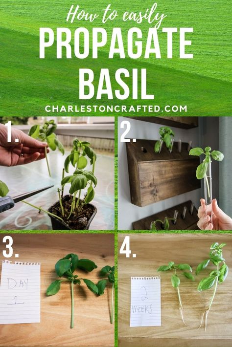 Want to turn one basil plant into many basil plants? Check out this super simple tutorial on how to propagate basil and root your plant in water to create tons of new plants! Basil is one of my very favorite plants – in the summer, we grow large planters of it in the yard. In […] The post How to propagate basil (never buy basil again!) appeared first on Charleston Crafted. Basil Plant Indoors, Thai Basil Plant, Propagate Basil, Basil Water, Types Of Basil, Plant In Water, Regrow Vegetables, Cheap Plants, Growing Basil