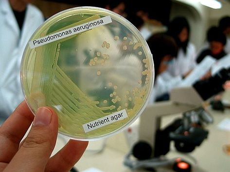 Bacteria Pseudomonas Aeruginosa on a lab plate, culture media by Denise Chan / CC BY-SA (https://creativecommons.org/licenses/by-sa/2.0) Microbiology Lab, Antibiotic Resistance, Gram Negative Bacteria, Pseudomonas Aeruginosa, Culture Media, Wedding Gift Wrapping, Medical Laboratory, Medical Technology, Urinary Tract