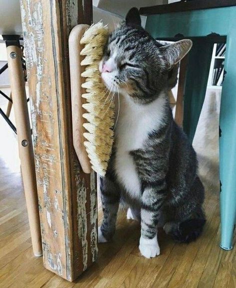 Nonchalant Compilation of 43 Remarkable Images - Gallery Katt Diy, Katt Grejer, Kat Diy, Chat Diy, Cat Patio, Diy Cat Tree, Cat House Diy, Cat Playground, Cat Enclosure