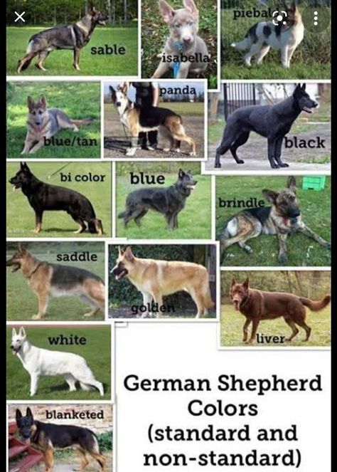 Different colours of German shepherd dog 🐕 | German shepherd colors, German shepherd dogs, White german shepherd Blue German Shepherd, German Shepherd Colors, Black German Shepherd Puppies, German Shepherd Training, German Shepherd Funny, Every Dog Breed, White German Shepherd, Black German Shepherd, Boston Terrier Puppy