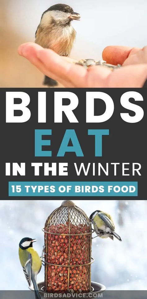 What Do Birds Eat in the Winter? Winter Food | Birds Advice Feeding Wild Birds, What Do Birds Eat, Covered Bird Feeder, Feeding Birds In Winter, Winter Backyard, Winter Bird Feeders, Bird Habitat, Backyard Birds Watching, Backyard Birds Sanctuary