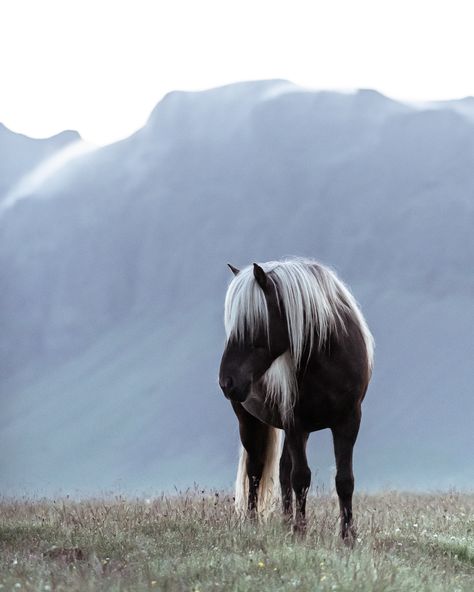 Behind the Shot - Icelandic Horse - Hannah Argyle Photography Iceland Photography Landscapes, Aph Iceland, Animal Photography Dogs, Winter Iceland, National Geographic Animals, Photography Horse, Iceland Map, Animal Photography Wildlife, Beautiful Horses Photography